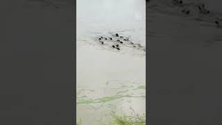 #cyclonegabrielle: Neck-deep cows swim to saftey after being called  | nzherald.co.nz