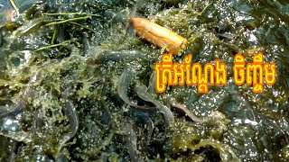 របៀបចិញ្ចឹមត្រីអណ្ដែង,How to look after cat fish,in villager,May 10, 2021,