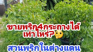 ขายพริก4กระถางได้เท่าไหร่? #สวนพริกต่างแดน #พอเพียง