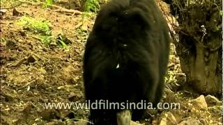 Labiated bear found wild within the Indian subcontinent