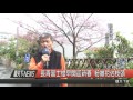 1060126觀天下新聞hd07 汐止區長青富士櫻早開迎新春 粉嫩花佔枝頭