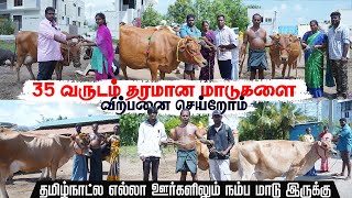 35 வருட அனுபவம் | தமிழ்நாட்டில் அனைத்து ஊர்களிலும் நம்ப மாடு இருக்கும் | வாரம் 30 மாடுகள்
