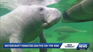 Lee County has most manatee deaths by watercraft in Florida so far this year