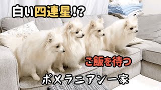 【ポメラニアン家族】ご飯待ちの焦らされる可愛い犬の一家 💖