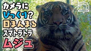 【よこはま動物園ズーラシア】カメラにびっくり？🐯おおきな目がますますまんまる👀スマトラトラのムジュ [Yokohama Zoo Zoorasia] Sumatran tiger, Muju.