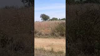 3 acres of agriculture property near sira contact 9663736326