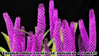 ORQUÍDEAS DA MINHA COLEÇÃO A VENDA!!!