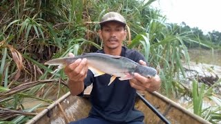 ikan patin bonus hasil pagi #angkatjaring