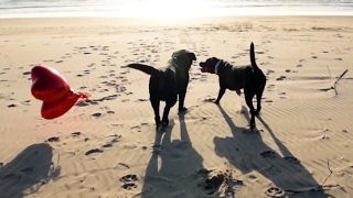 Adorable Dogs Frolicking On Beach Together