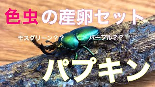 パプアキンイロクワガタの産卵セットを組んでみた！