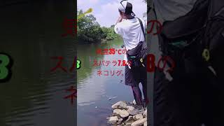 バス釣り千葉県関宿城裏35℃のネコリグ