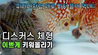 [디스커스 키우기 꿀팁] 디스커스 체형을 이쁘게 만드는 방법?!