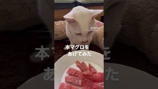 本マグロを食べる猫 #保護猫 シロ #猫店長