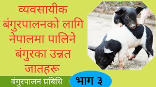 नेपालमा पालिने बंगुरका उन्नत जातहरू ।Pig Breed ।Pig farming in Nepal। AgroDev Nepal