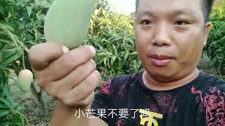 海南小伙子，种植的芒果园今年大丰收，满满都是芒果