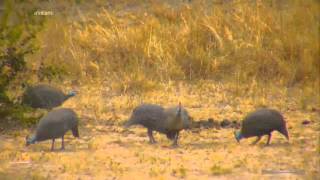 Wildlife Дикая природа Цесарка для бушмена  _ курица для русского Guinea fowl is chicken for Bushman