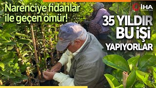 35 Yıldır Turunç Fidanlarını Aşılıyorlar