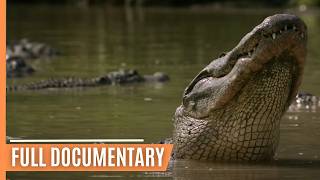 Breathtaking insights into the amazing ecosystem of the Everglades National Park | Full Documentary