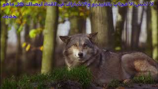 See the biggest and beautiful wolf 2020