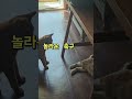 치즈형제 🐱🐈