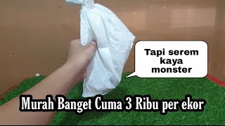 Murah Banget Cuma 3 ribuan