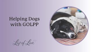 Helping Dogs with GOLPP (geriatric onset laryngeal paralysis polyneuropathy)