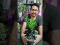 Zamioculcas verde e Black | Dicas de cultivo