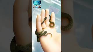 See how the snake twists on the hand. দেখুন কিভাবে হাতের উপর সাপ ঘুরতেছে