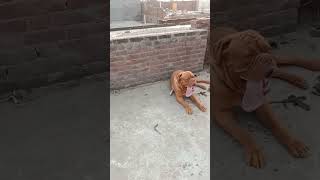 French Mastiff #trending #short ###viral #video