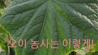 오이 농사는 이렇게 해야 많이 딸수 있습니다. 오이만 20년 010-3279-6137