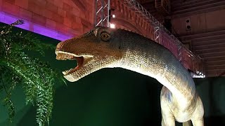 巨大恐竜展2024：恐竜に餌やりができちゃう！？植物を食べようとするバロサウルスのロボット  Barosaurus