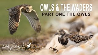 The Owls and the Waders - Wildlife Photography Canon R5