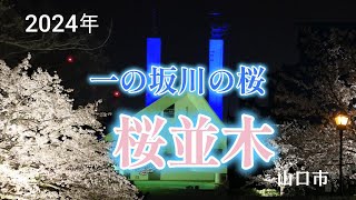 観光_山口県　山口市　2024年一の坂川の桜を見に行ってみた