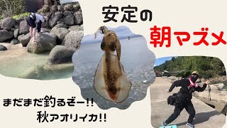 朝マズメ爆釣❗️#えぎほりちゃんねる#エギング#朝マズメ#島根半島