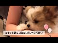 【生後2ヶ月マルパピ】暴れん坊の愛犬