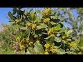 אשחר רחב עלים פריחת הזכר rhamnus alaternus with male flowers