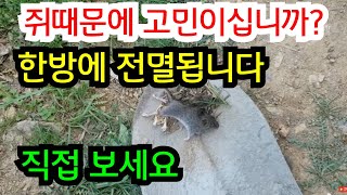 쥐 전멸영상 입니다 (쥐가 사라집니다)( 쥐약을 사용할 때는 아이들과 애완동물의 접근을 철저히 차단해야 하며, 쥐약을 놓는 장소를 안전하게 관리해야 합니다 )  #쥐약 #쥐싹킬