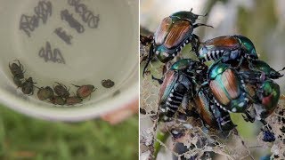 Battle with the Japanese Beetle: Vancouver fighting invasive species