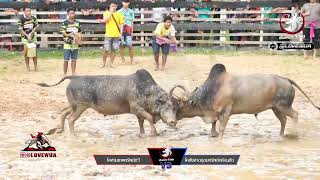 สนามบ้านคลองแงะ 04/12/65 คู่ที่4  สามเทพทรัพย์ทวีvsลังสาดอุดมทรัพย์เจริญชัย