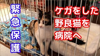 庭に来る野良猫がケガをしていたので保護しました