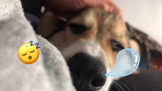 【Corgi Pello】Corgi Snoring Wow！？ 柯基打呼噜有多厉害？！#corgi #柯基