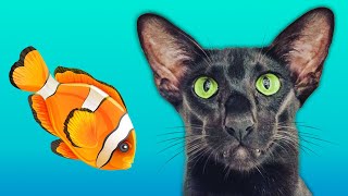 Black Oriental Cat Talking and Asking for a Fish 🐟