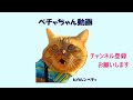 散歩に出たときの猫の背伸び 【おもしろ猫】