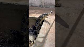 ក្រពើប្រឹងឡើងគោក#crocodile #youtubeshorts #shortvideo #shorts