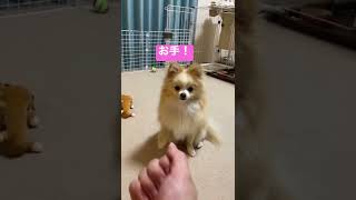 『伏せ』を勘違いしてセクシーポーズしてくる #shorts #犬 #ポメラニアン