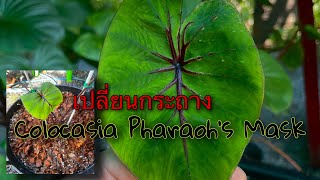 Colocasia Pharaoh’s Mask : เปลี่ยนกระถางเจ้าฟาโรห์ลงเข่ง 🎭