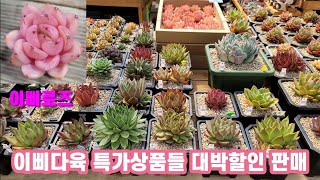 💝판매완료💝이삐다육 신상아가 95개한정 정식이름표 포함 어디서도 구할수없는 다육이 특가할인상품 #창 #국민이 #묵둥이 #신상 #다육이