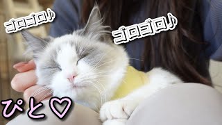 避妊手術が終わると、前より甘えん坊になる！？🐈【ラグドール】