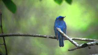 野鳥撮影・ 今季初のオオルリ　Blue-and-White Flycatcher[