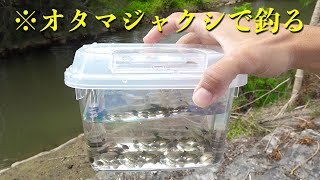 【衝撃】沖縄では釣れてはいけないはずの超レア魚が釣れた！？